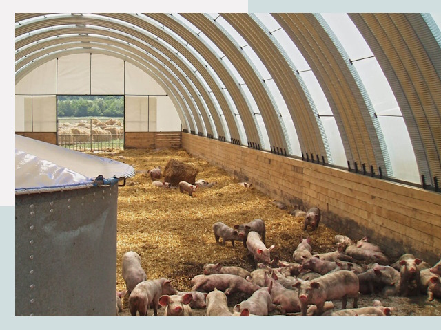 Строительство свинарников в Тейково